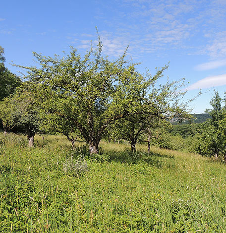 Das Bild zeigt eine Streuobstwiese. Foto: Stadt Stuttgart