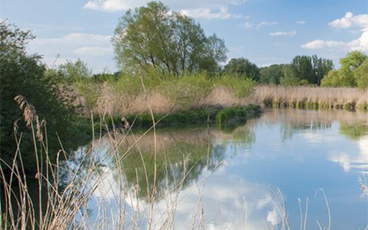 So könnte es in den Auwiesen einmal aussehen. Foto: www.fotolia.com/Stefan Arendt