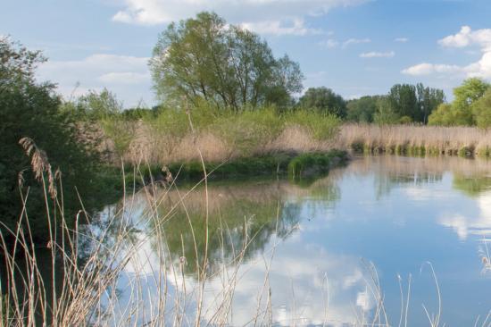 So könnte es in den Auwiesen einmal aussehen. Foto: www.fotolia.com/Stefan Arendt