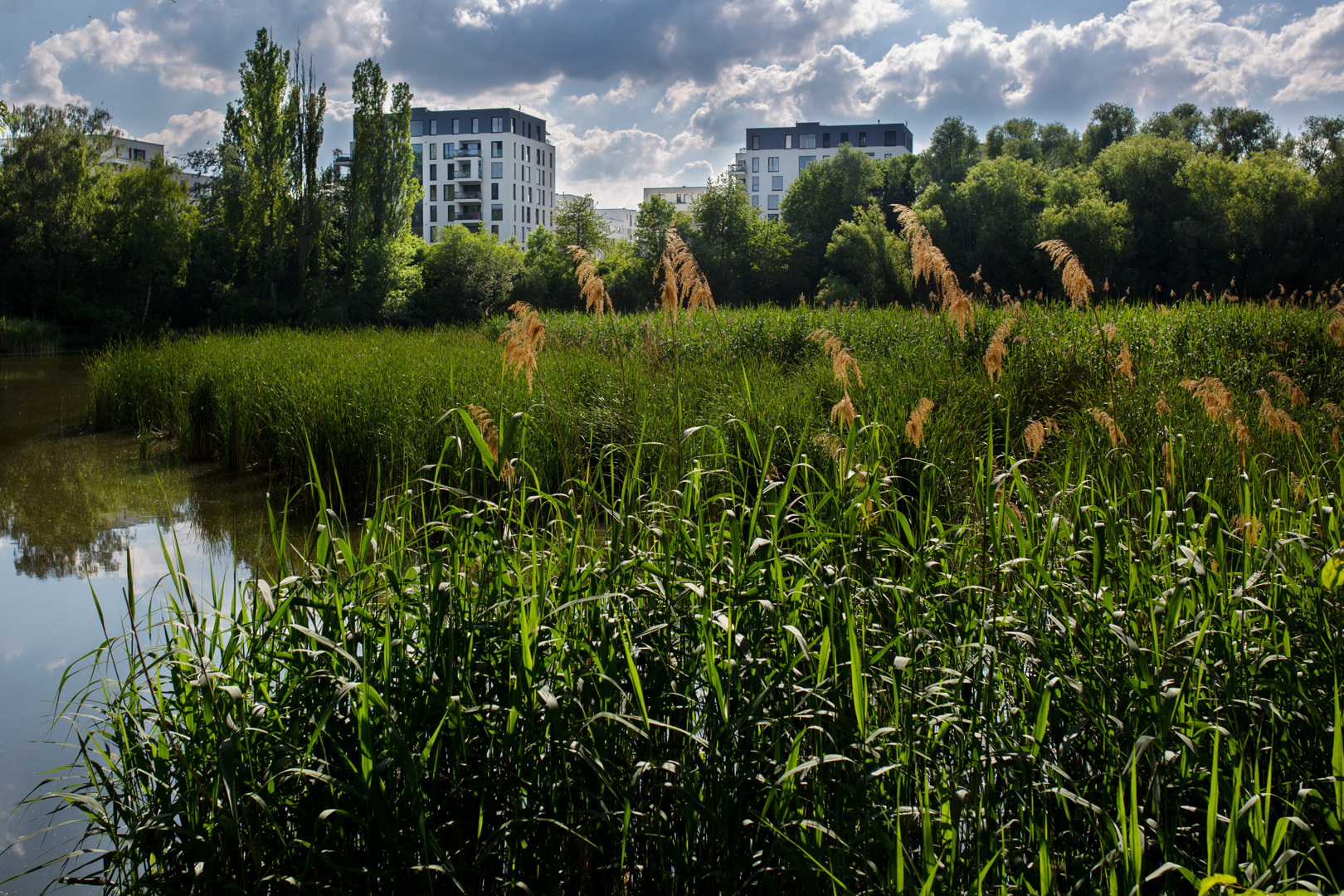 Die Röhrichtflächen am Probstsee sind eines der bedeutsamsten Gebiete für den lokalen Vogelschutz. Foto: Ines Rudel/Stadt Stuttgart