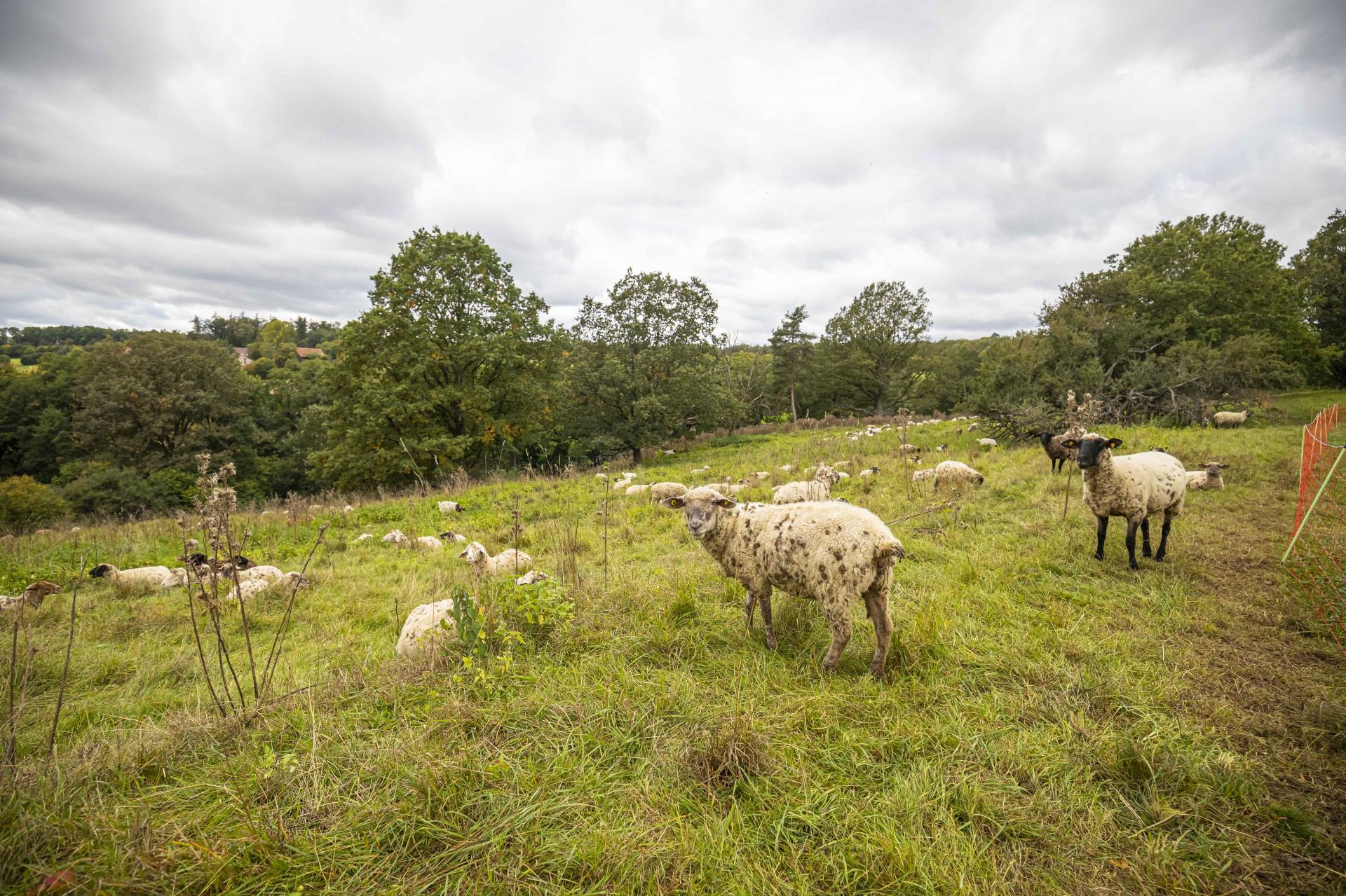 Der Eichenhain besitzt noch die für viele Insekten notwendigen, offenen sowie sonnigen Magerwiesen und alten Eichen. Foto: Wagner
